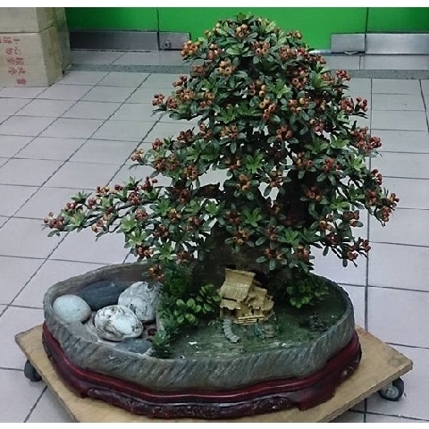 觀看圖片1