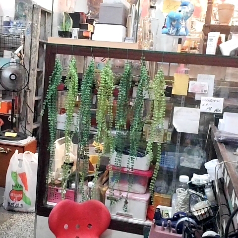 觀看圖片1